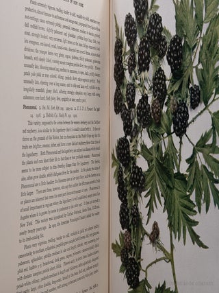 The Small Fruits of New York; Report of the New York State Agricultural Experiment Station for the Year Ending June 30, 1925 II