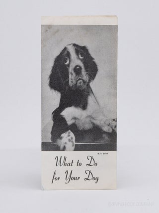 What To Do for Your Dog